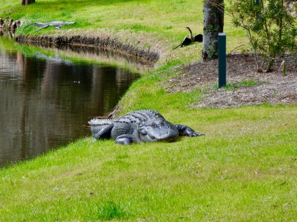 alligator golf course