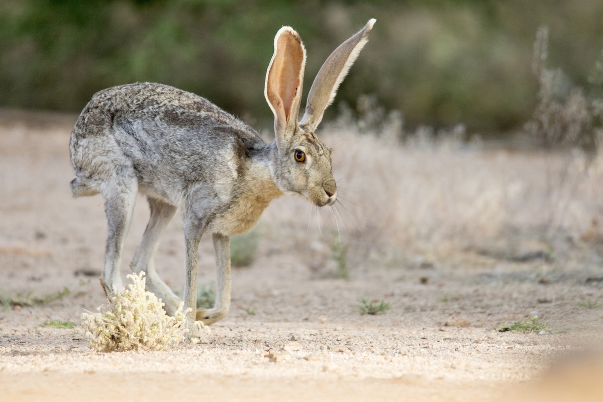 jackrabbits boxing