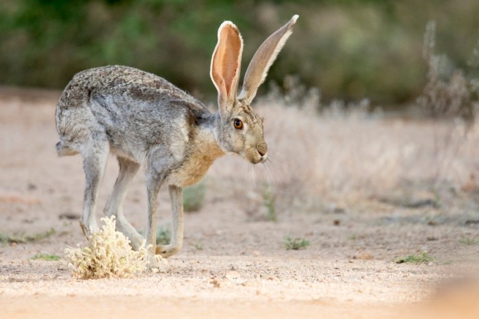 jackrabbits boxing