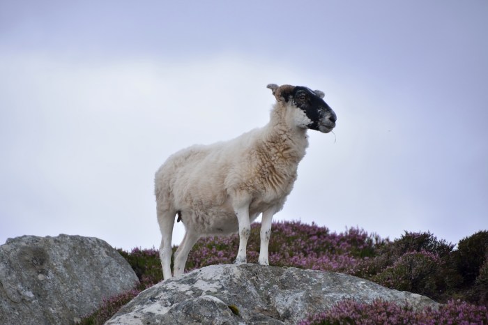 sheep headbutt