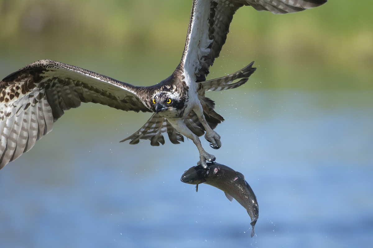 osprey fish traffic