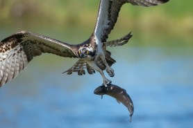 osprey fish traffic