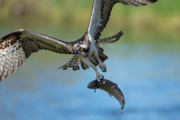 osprey fish traffic