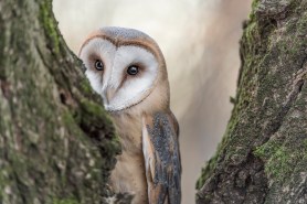 owl sneezing