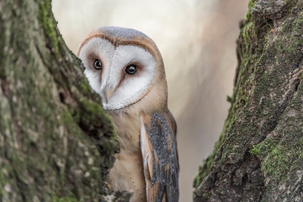 owl sneezing