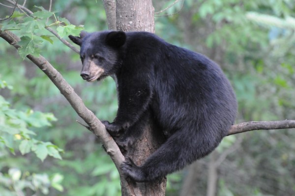 black bears climbing fence school