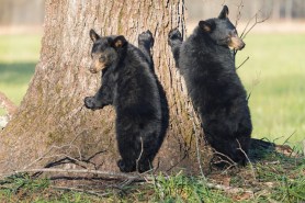 bears man tree