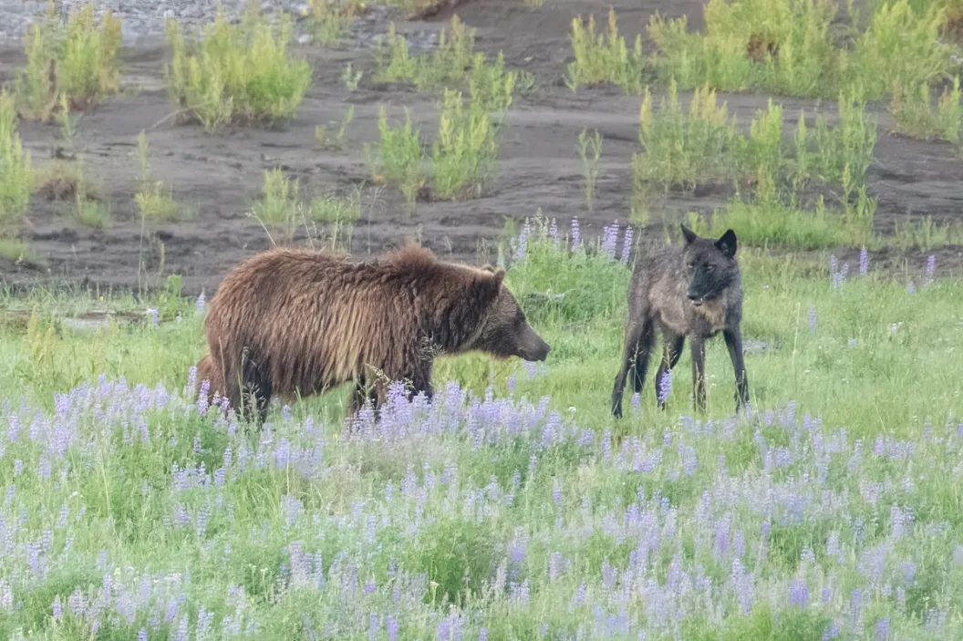 grizzly bear wolf yellowstone