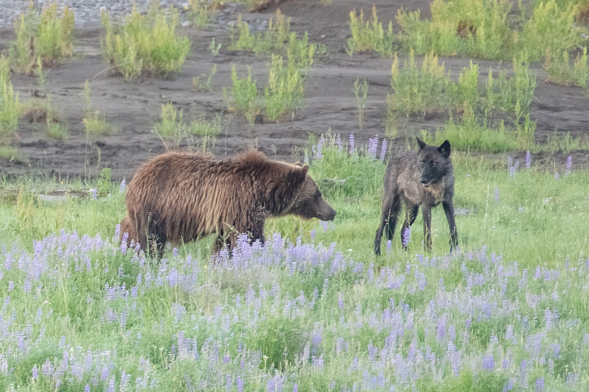 grizzly bear wolf yellowstone