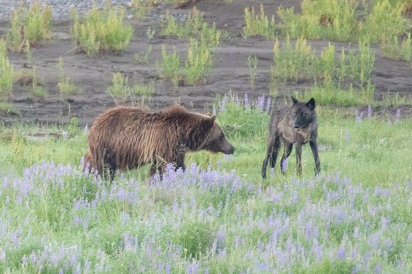 grizzly bear wolf yellowstone