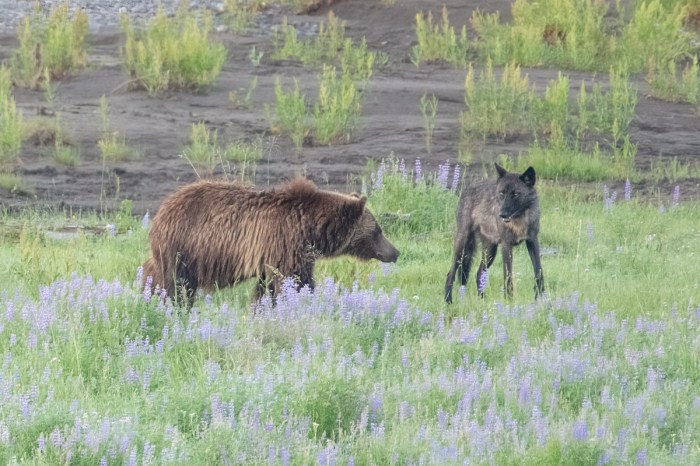 grizzly bear wolf yellowstone