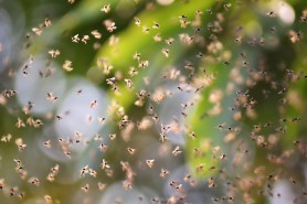 bee swarm hikers phoenix