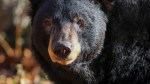 bear canada