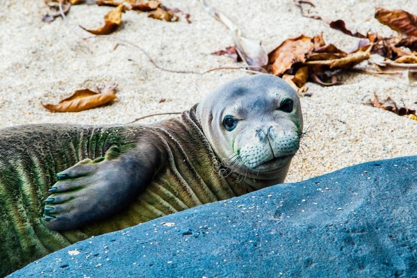 hawaiian monk seal baby