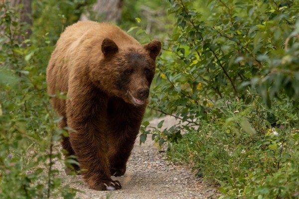 hiker bear video
