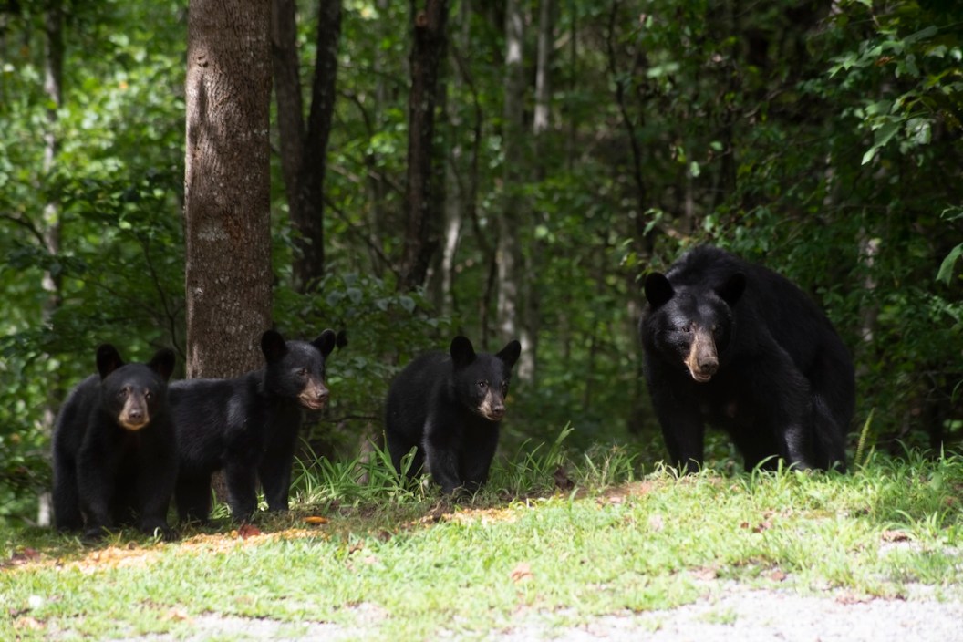 bear attacks runner
