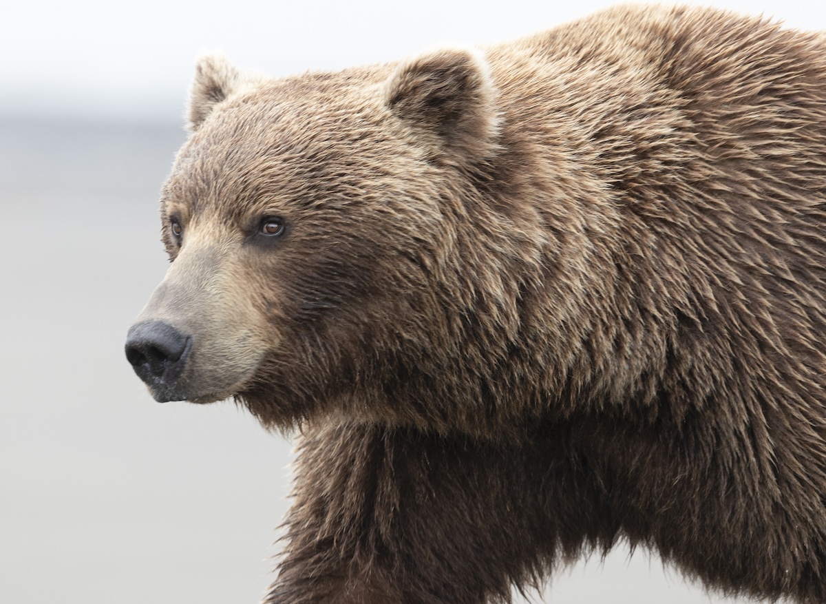 massive grizzly bear
