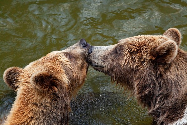 mating bears