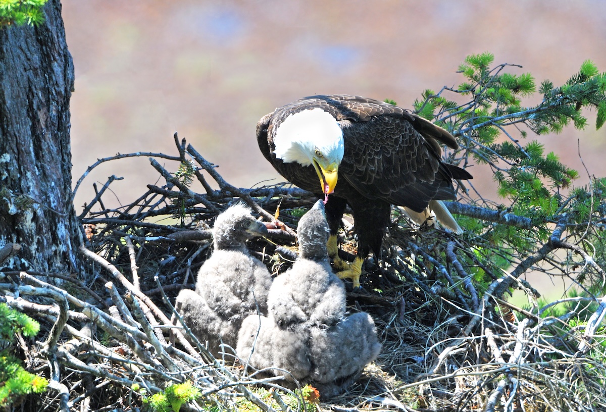 bald eagle stamps