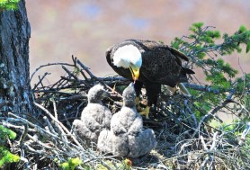 bald eagle stamps