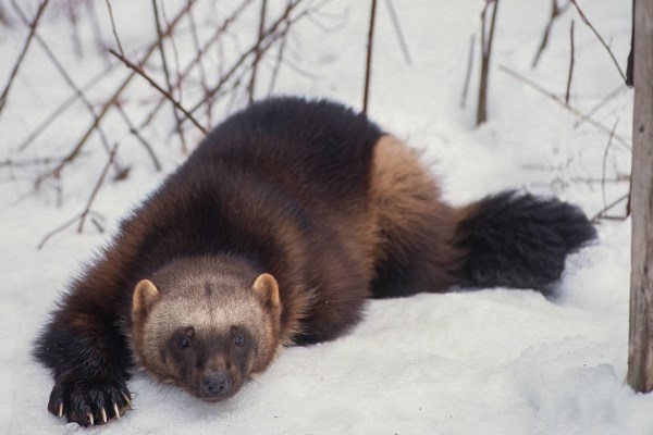 trail cam wolverine
