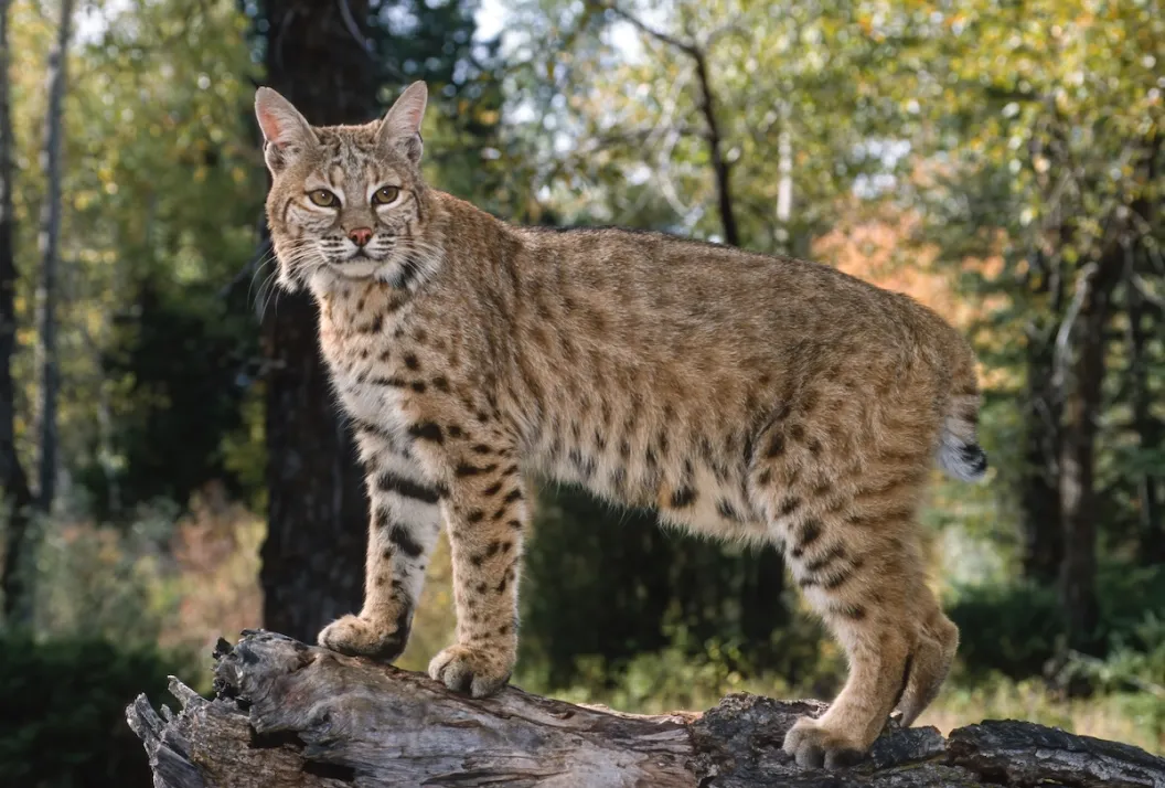 bobcat toddler