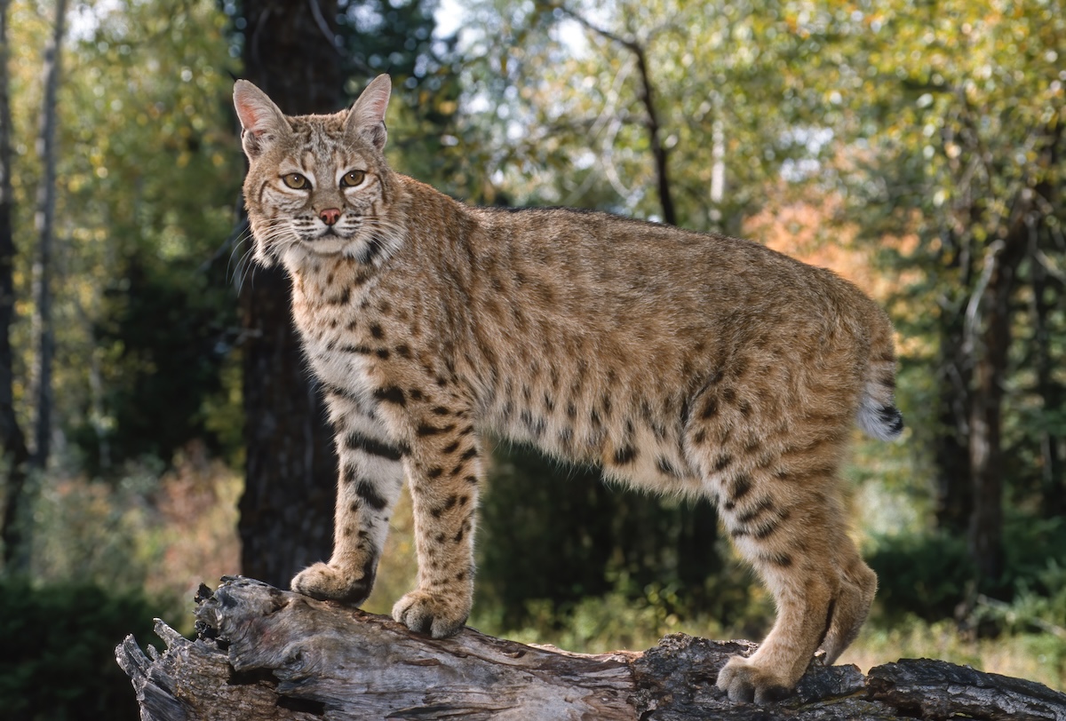bobcat toddler