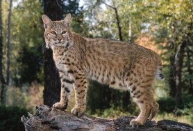 bobcat toddler