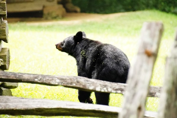 black bear bathroom