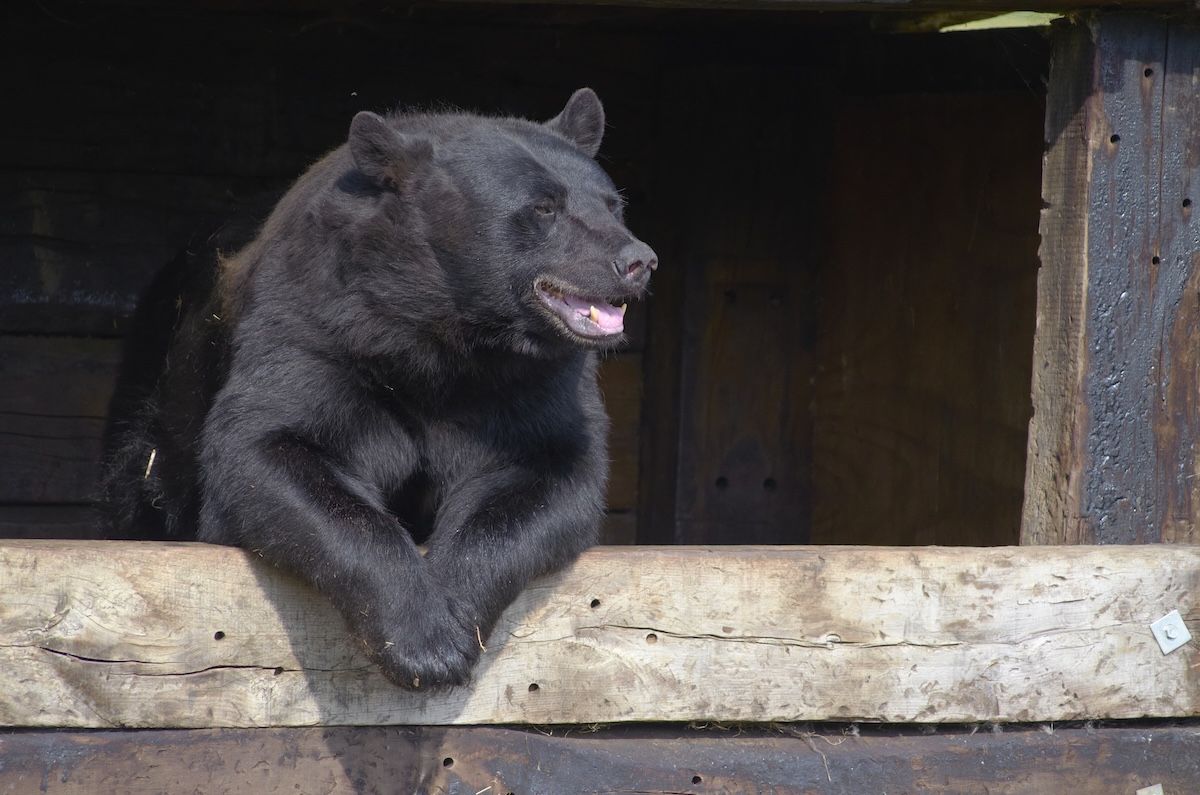 bear kitchen window