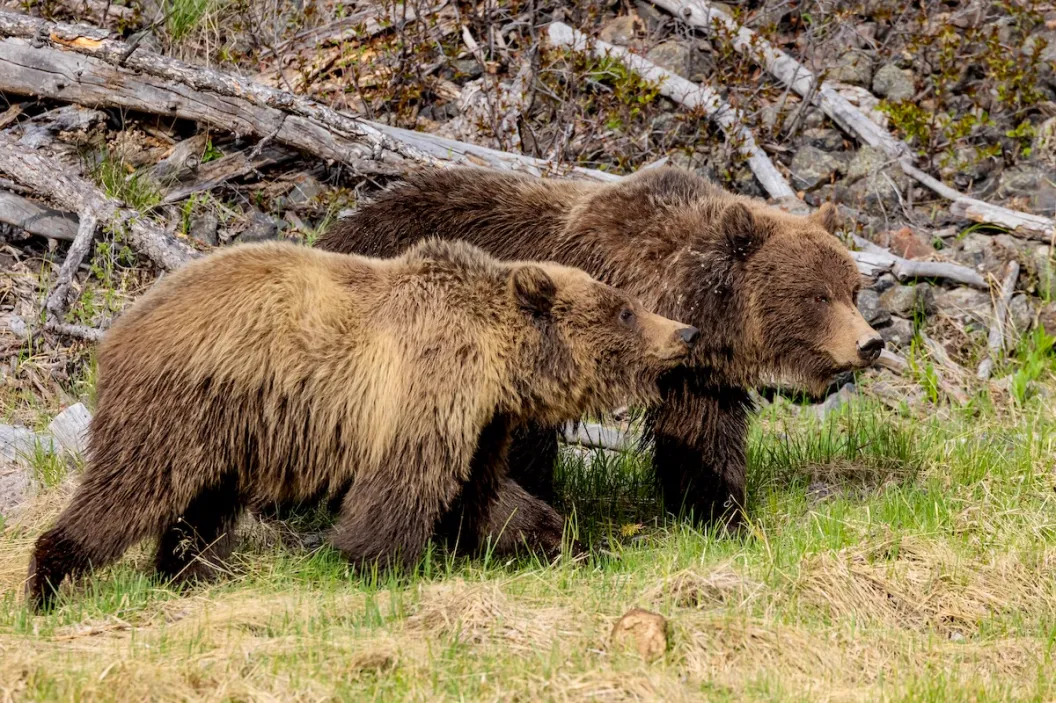grizzly bears yellowstone
