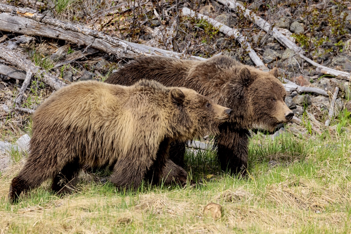 grizzly bears yellowstone