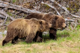 grizzly bears yellowstone