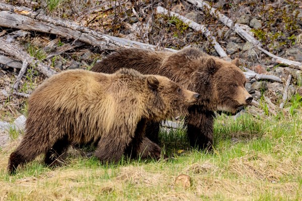 grizzly bears yellowstone