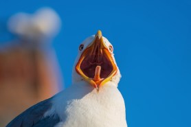 seagull screeching contest