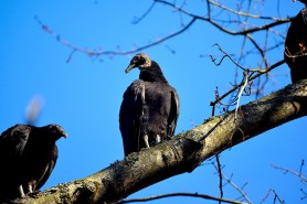 dead vultures smoky mountains national park