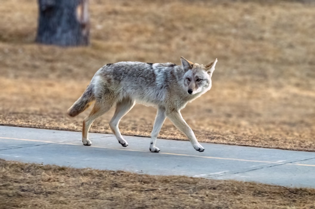 coyote cat video