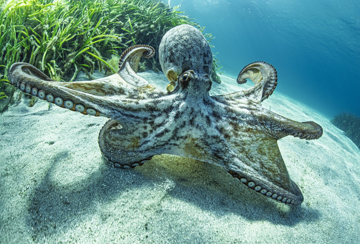 octopus disappears
