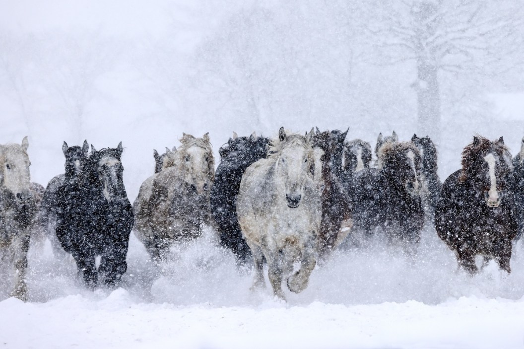 wild horses ski resort
