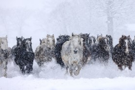 wild horses ski resort