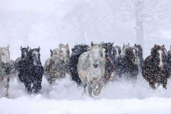 wild horses ski resort
