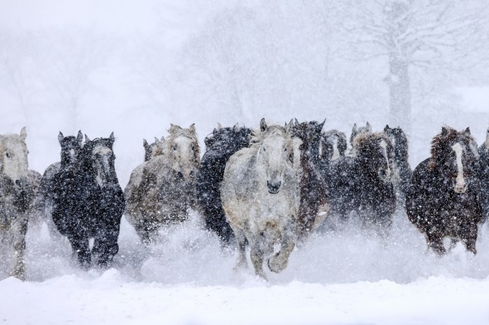 wild horses ski resort