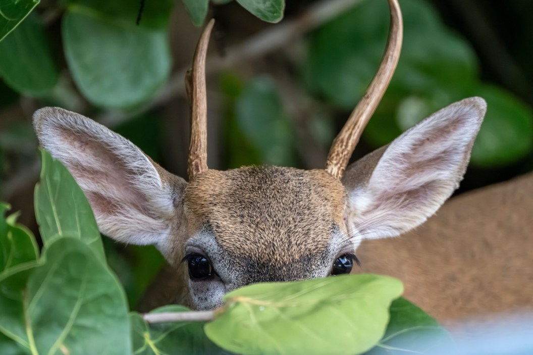 find the deer