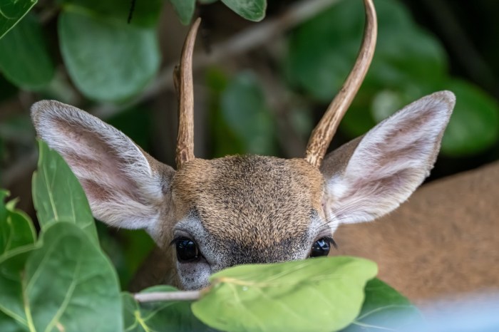 find the deer