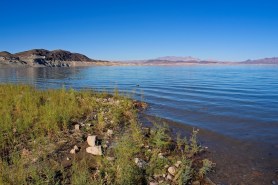 amoeba national parks