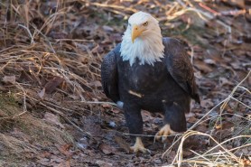 cat bald eagle video