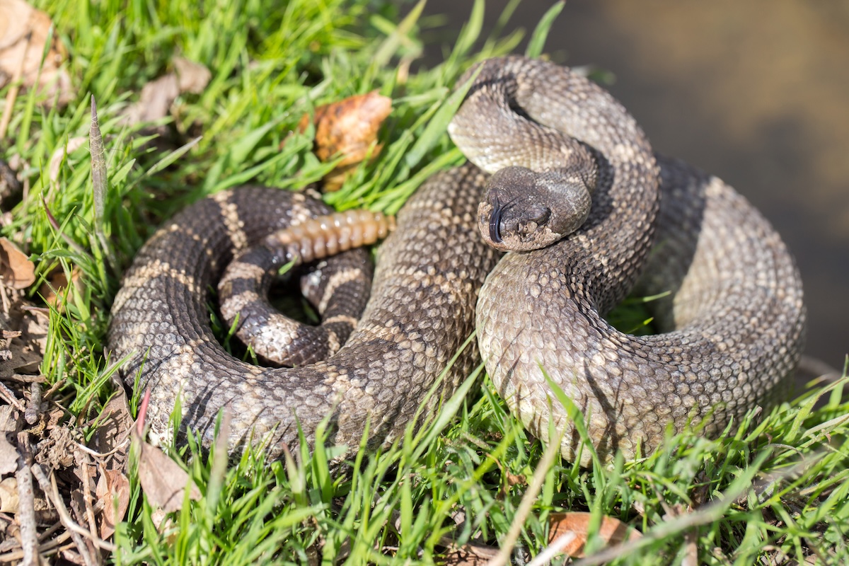rattlesnake bite california