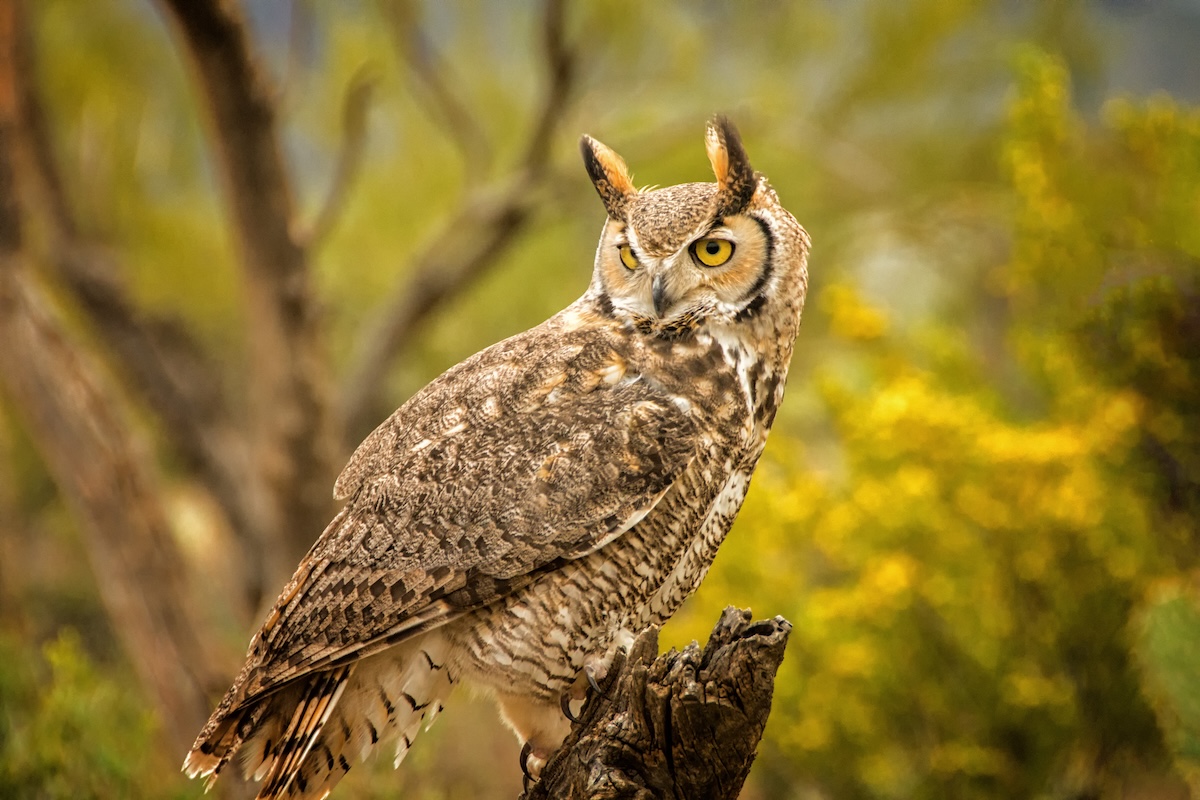 owl snake