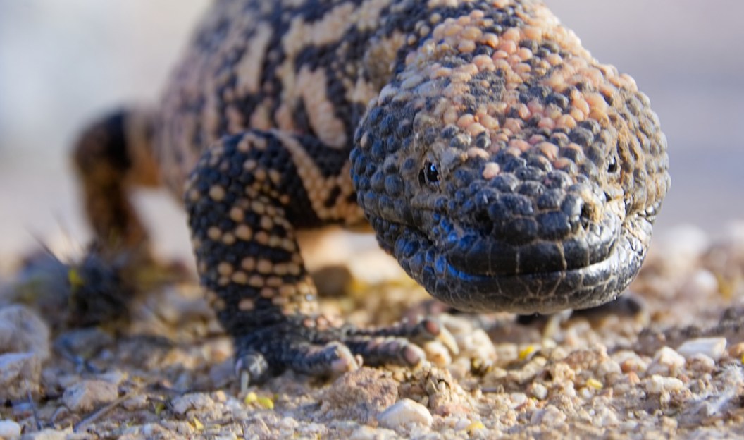 gila monster rattlesnake