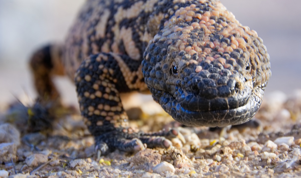 gila monster rattlesnake